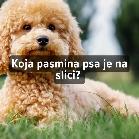 [KVIZ] Možeš li prepoznati ove pasmine pasa?